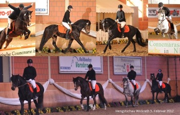Hengstschau 2012